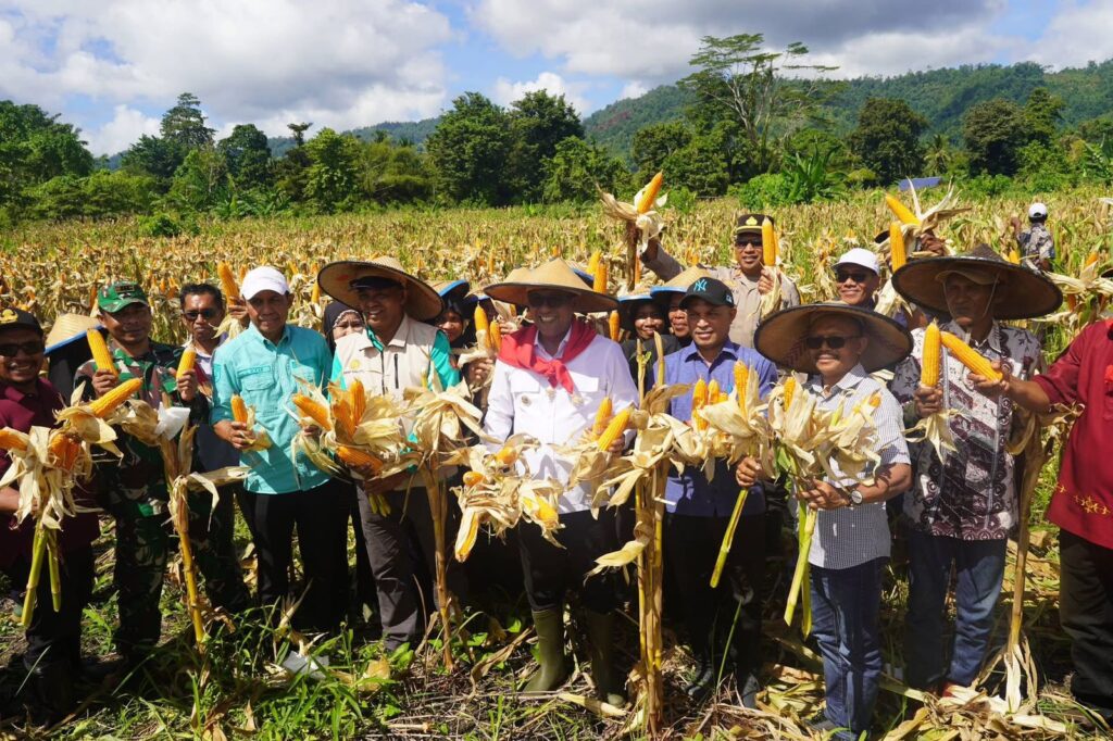 Bupati Maluku Tengah Hadiri Panen Jagung 3 Hektar di Negeri Tehoru